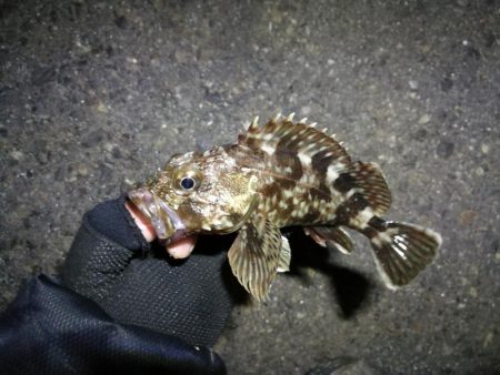 南港カモメ大橋ヘチ釣行 （楽しく根魚釣り～…
