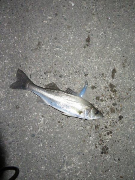 バチは抜けているというものの・・・