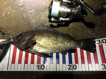 磯メバル　リベンジ