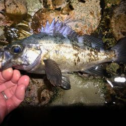 磯メバル　不発・・・。