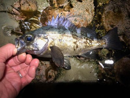 磯メバル　不発・・・。