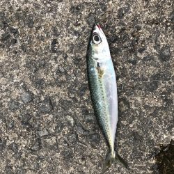 ライトショアジギング