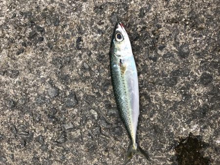 ライトショアジギング