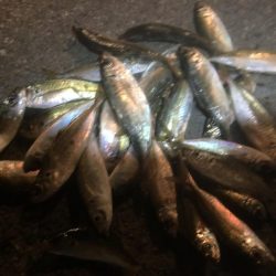 アジサビキの地合いは午後5~6時