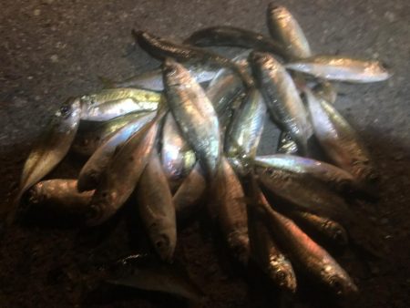 アジサビキの地合いは午後5~6時