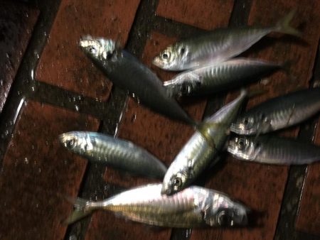 雨中のサビキ釣り