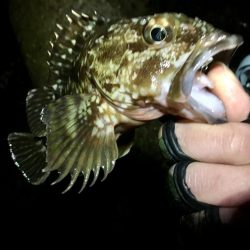 ２月のメバル渋いかも？