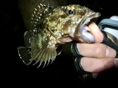 ２月のメバル渋いかも？