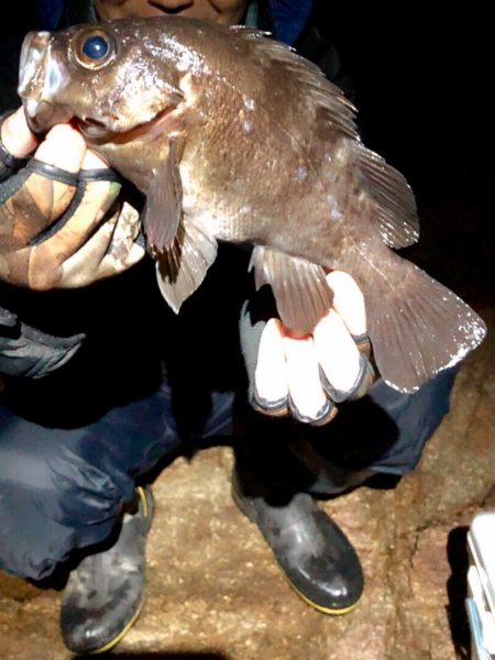 ２週間ぶりのガチンコメバリング