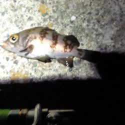 房総メバルにはまだ早いか!?