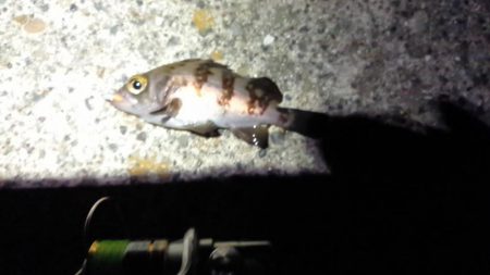 房総メバルにはまだ早いか!?