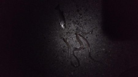 久々の神戸釣行