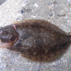 またまたゲット