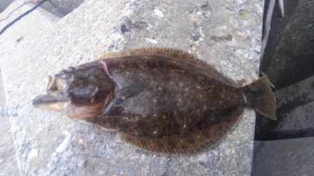 またまたゲット