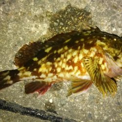 ソルトベイトフィネス！