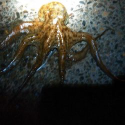 浜名湖でタコが釣れました
