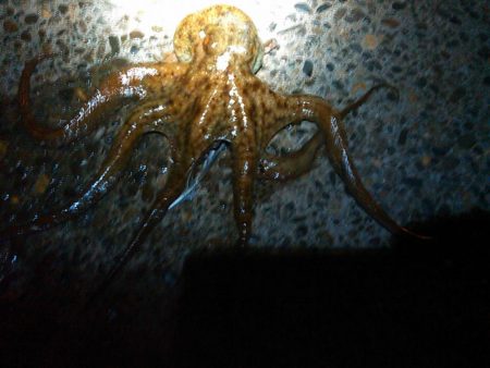 浜名湖でタコが釣れました