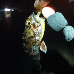 浜名湖 ライトゲーム