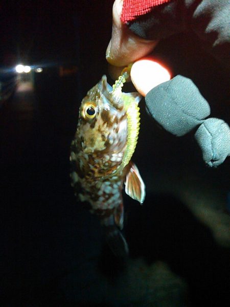 浜名湖 ライトゲーム