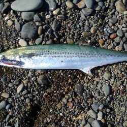 今年3回目にしてやっとボウズ逃れ!