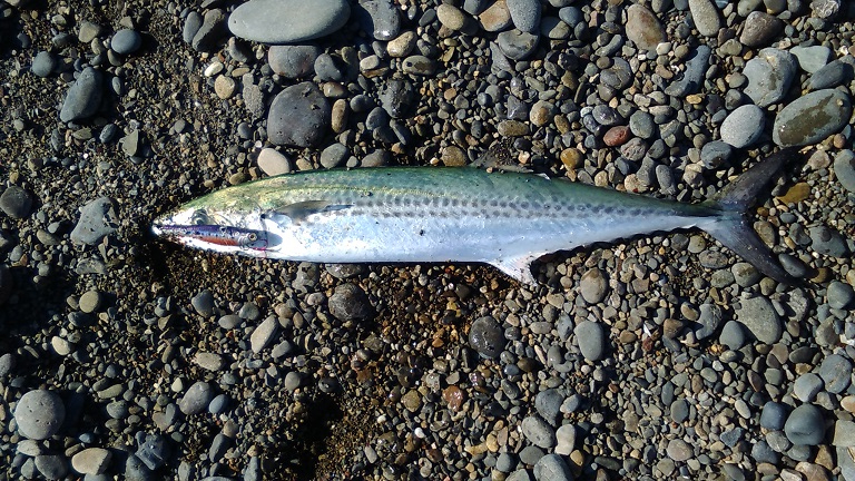 今年3回目にしてやっとボウズ逃れ！