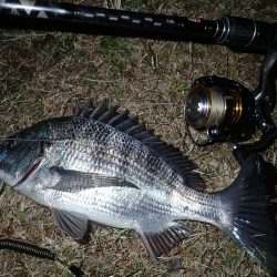 バチ抜けチェックからのチニング