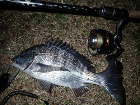 バチ抜けチェックからのチニング