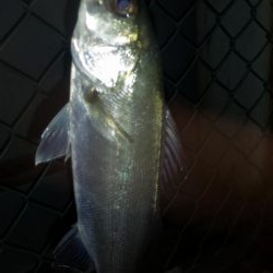 カモメ大橋ライトゲーム