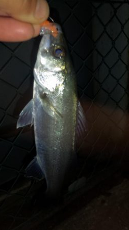 カモメ大橋ライトゲーム