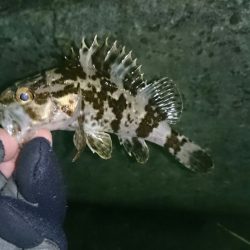 アジはいずこへ・・・？