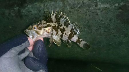 アジはいずこへ・・・？