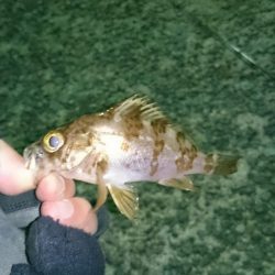 やっぱりメバルは楽しい