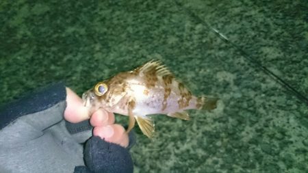 やっぱりメバルは楽しい