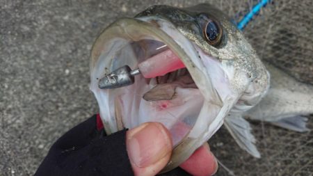 山は雪化粧の極寒シーバスフィッシング