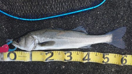 またも小雨の夕練