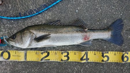 真冬のヒル付きシーバスキャッチ！