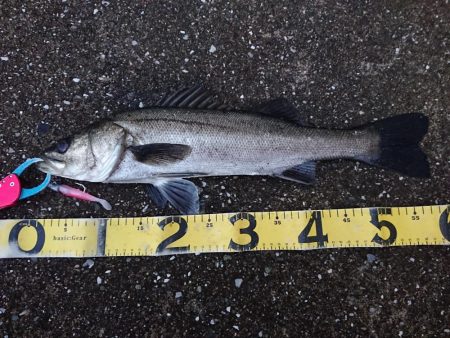 日没寸前にシーバスGET！