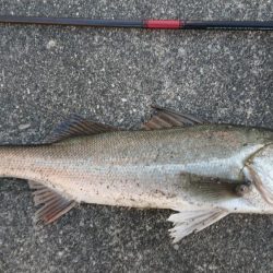 表層反転流でゴゴン！