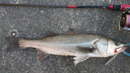 表層反転流でゴゴン！