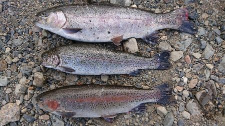 雪が舞う極寒芥川トラウトフィッシング