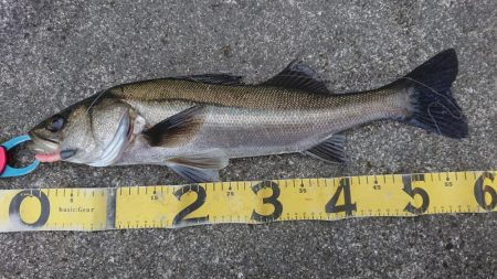 極寒朝練シーバスフィッシング