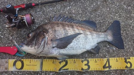 久々の良型チヌキャッチ！