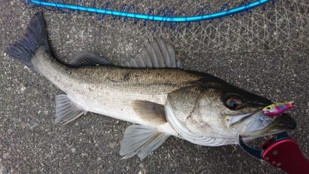 仕事帰りの短時間シーバス調査