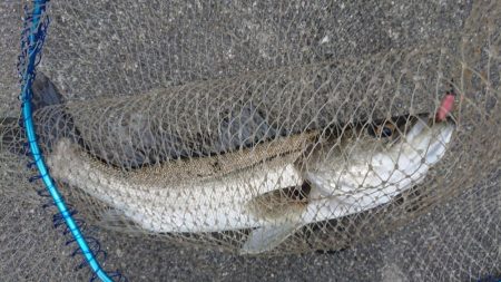 北風爆風朝練！