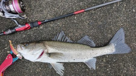 夜明けの湾奥シーバス調査