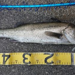 仕事帰りの湾奥シーバス