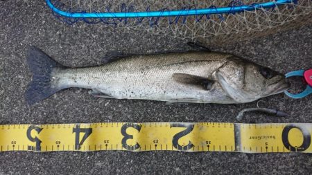 仕事帰りの湾奥シーバス