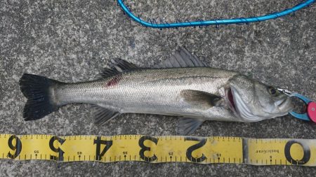 澄み潮クリアウォーター攻略