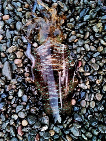 アオリイカ2杯ゲットです!!