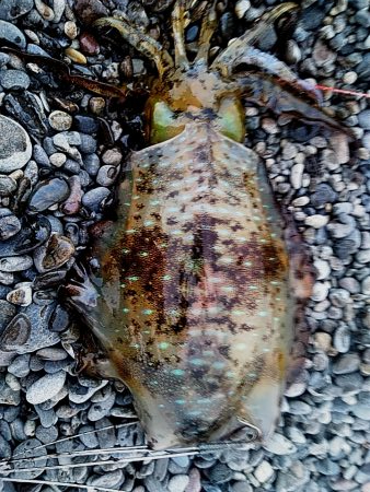 サーフでも　アオリイカゲットできます!!